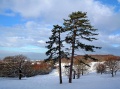 Snow Dawes Rd 2